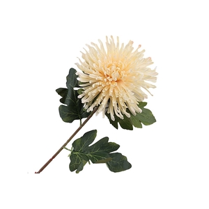 Chrysant Deco Spider Cream