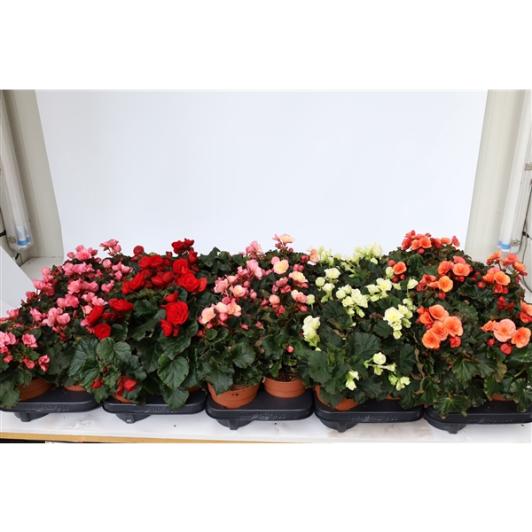 <h4>Begonia 'Garden Glory' mixlaag</h4>