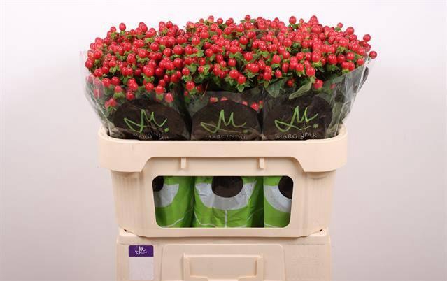 <h4>Hyp Tomato Flair Red 70 cm Marginpar</h4>