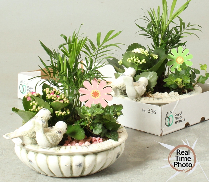 <h4>Arr Kamerpl</h4>