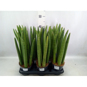 Sansevieria cyl.  ...