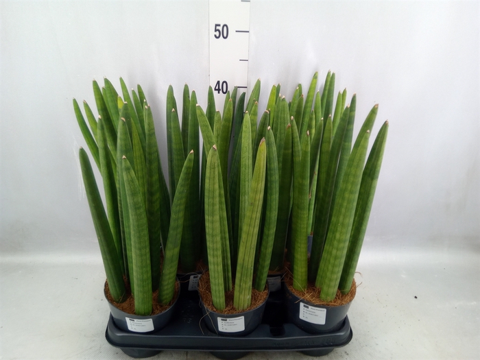 <h4>Sansevieria cyl.  ...</h4>