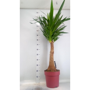 Yucca elephantipes   ...