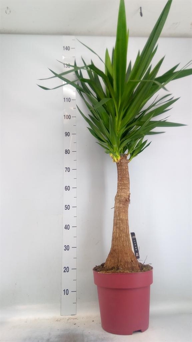 <h4>Yucca elephantipes ...</h4>