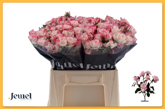 <h4>R TR REFLEX</h4>