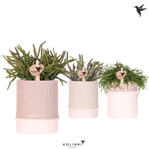 Kolibri Greens Rhipsalis mix in Bamboo pot mix