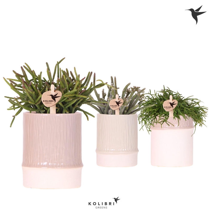 <h4>Kolibri Greens Rhipsalis mix in Bamboo pot mix</h4>