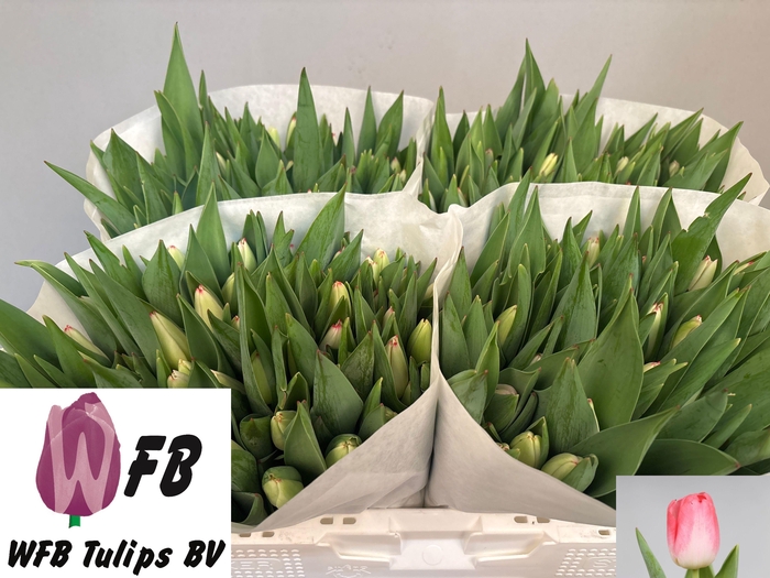 <h4>TU EN SUPERMODEL</h4>