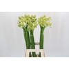 Ornithogalum Saundersiae