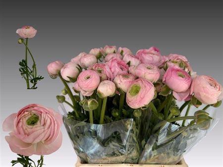 <h4>Ran Am Marshmallow</h4>