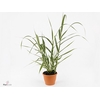 ARUNDO VERSICOLOR