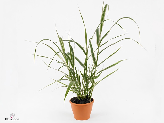 ARUNDO VERSICOLOR