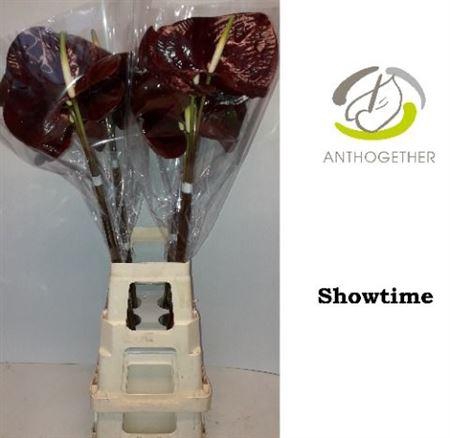 <h4>ANTH A SHOWTIME</h4>
