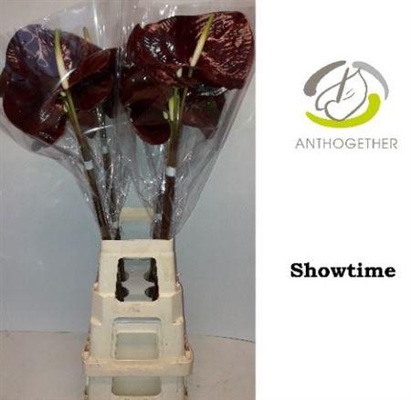 <h4>Anthurium Showtime</h4>