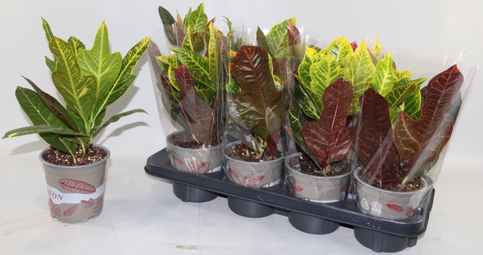 <h4>COD GR EXCELLENT</h4>