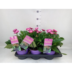 Gerbera  'Garvinea Classic Femmy'