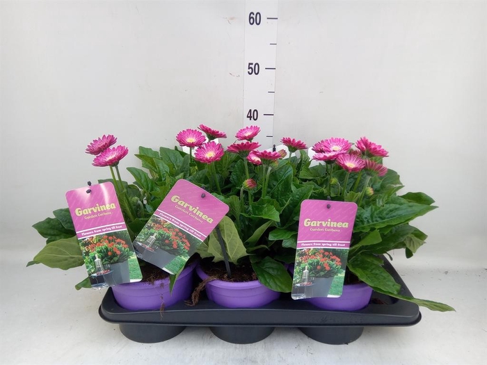 <h4>Gerbera  'Garvinea Classic Femmy'</h4>