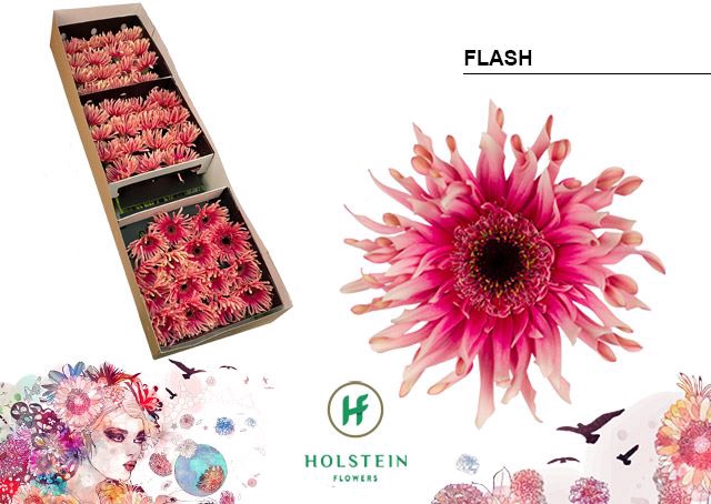 <h4>Gerbera Gerpasta Flash</h4>