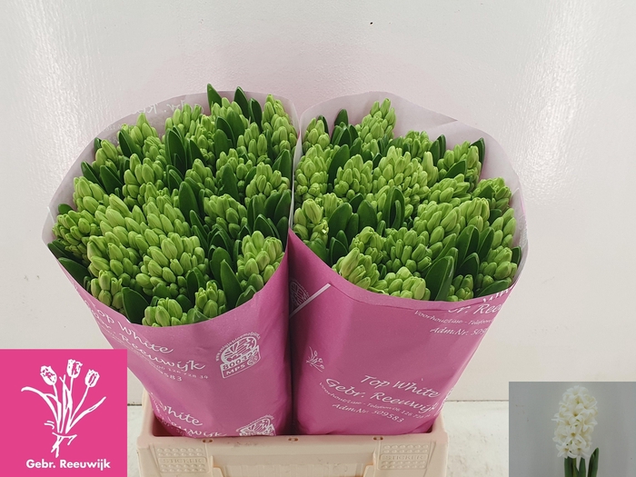 <h4>HYAC TOP WHITE</h4>