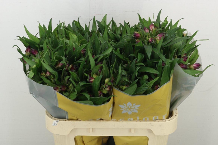 <h4>Alstr Morado</h4>