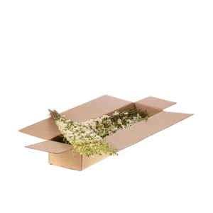 Delphinium Sb Natural White