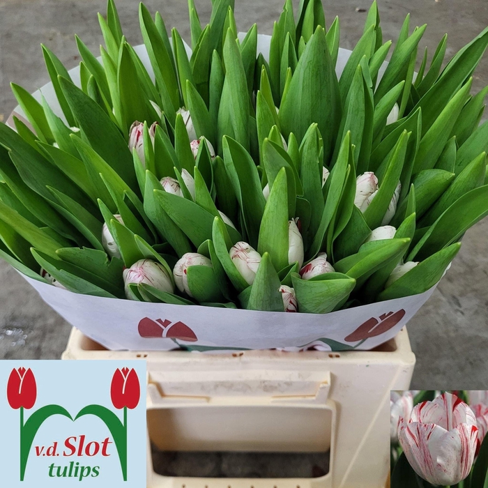 <h4>TU EN ONE DIRECTION</h4>