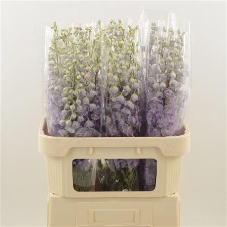 <h4>Delphinium Magenta Mojo</h4>