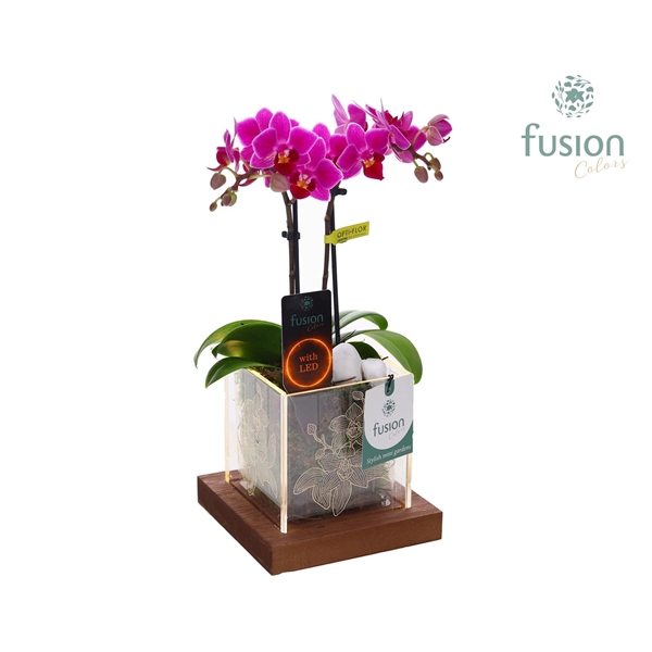<h4>Acryl bakje LED met Phalaenopsis</h4>