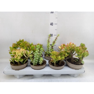 Crassula   ...mix