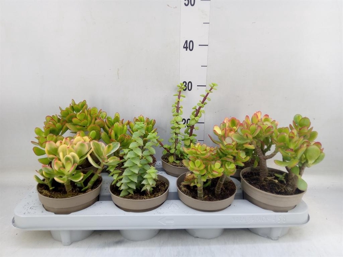 <h4>Crassula   ...mix</h4>