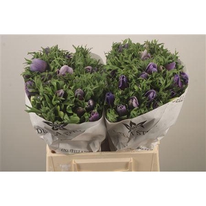 Anemone Mistral Azzurr Pale Blue