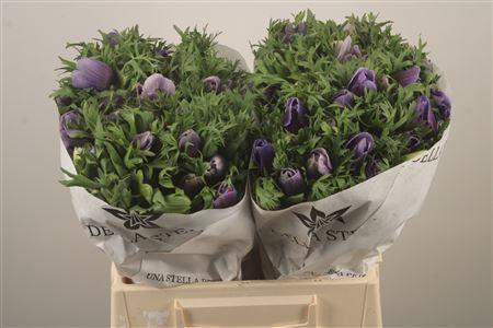 <h4>Anemone Mistral Azzurr Pale Blue</h4>