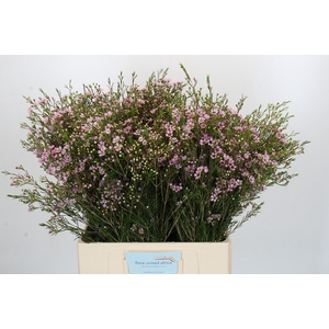 Chamelaucium Early Nir