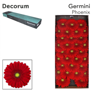 Germini Phoenix Doos