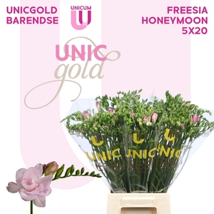 Fr Du Honeymoon X20 Barendse