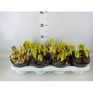 Hyacinthus orie. 'Multifl' ..mix 3