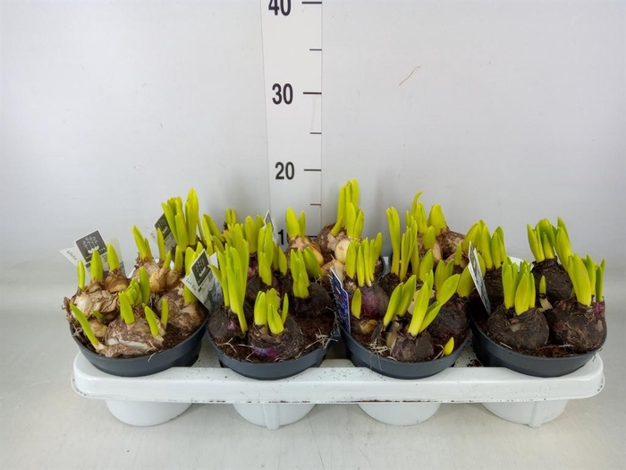 <h4>Hyacinthus orie. 'Multifl' ..mix 3</h4>