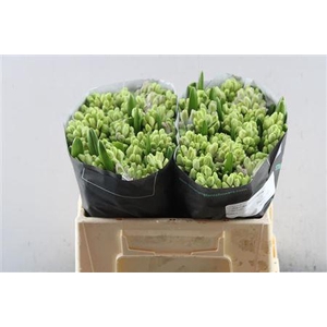 Hyac Splendid Cornela