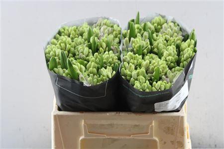 <h4>Hyac Splendid Cornela</h4>