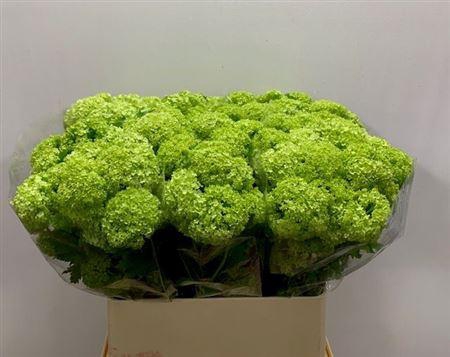 <h4>Viburnum Roseum St 80cm 4+</h4>