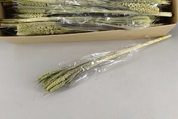 Df Setaria 70cm Natural Bs/50g