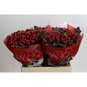 Hypericum True Romance