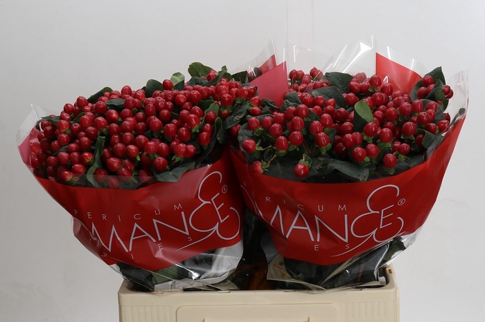 Hypericum True Romance