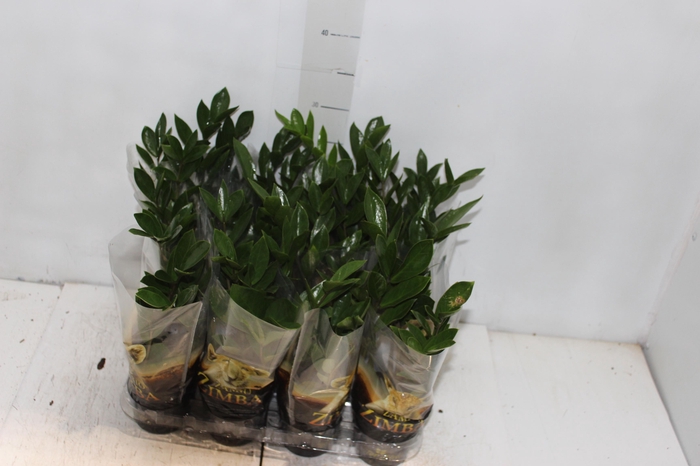 <h4>ZAMIOCULCAS P09</h4>