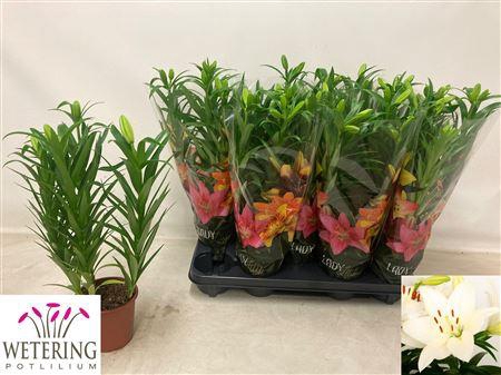 Lil La Summer Snow 4 Branche