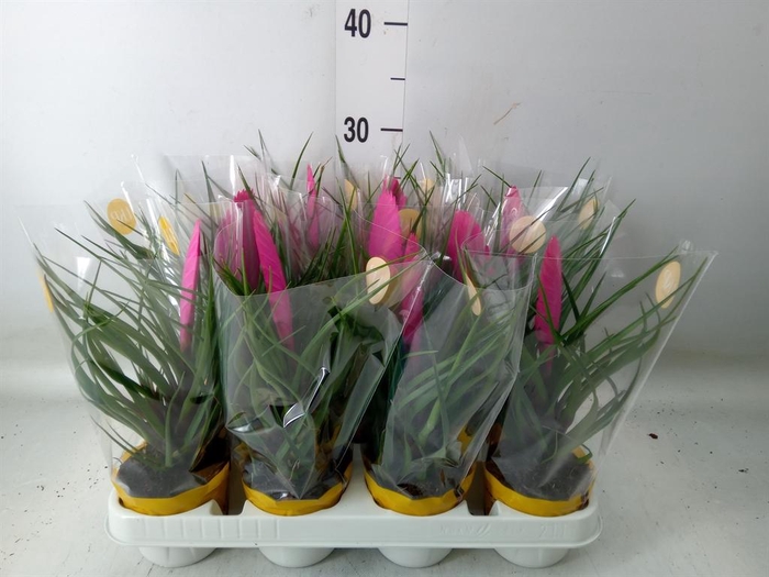 <h4>Tillandsia cyanea 'Vincent'</h4>