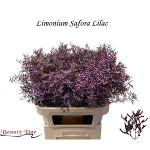 Lim Safora Lilac