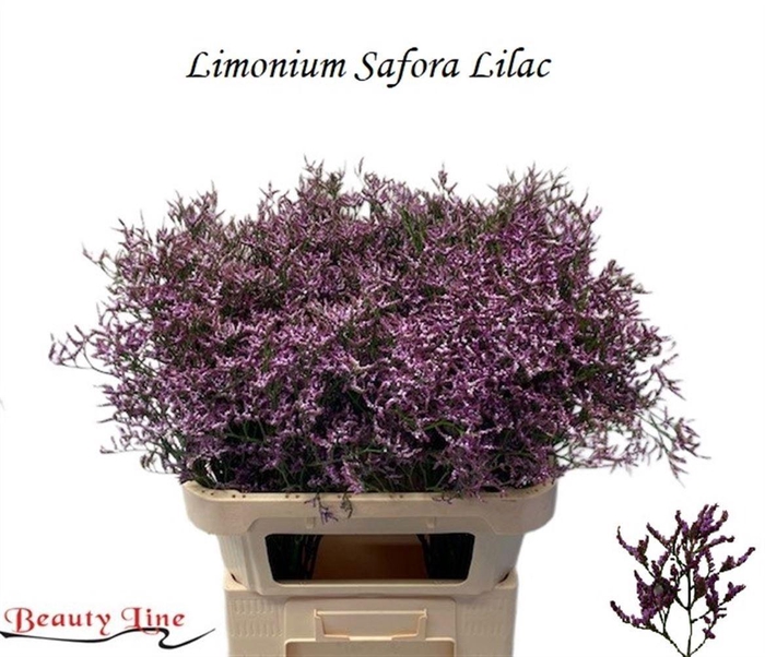 <h4>Lim Safora Lilac</h4>