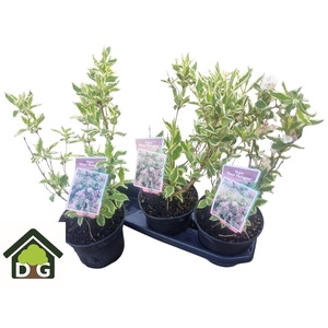 WEIG NANA VARIEGATA