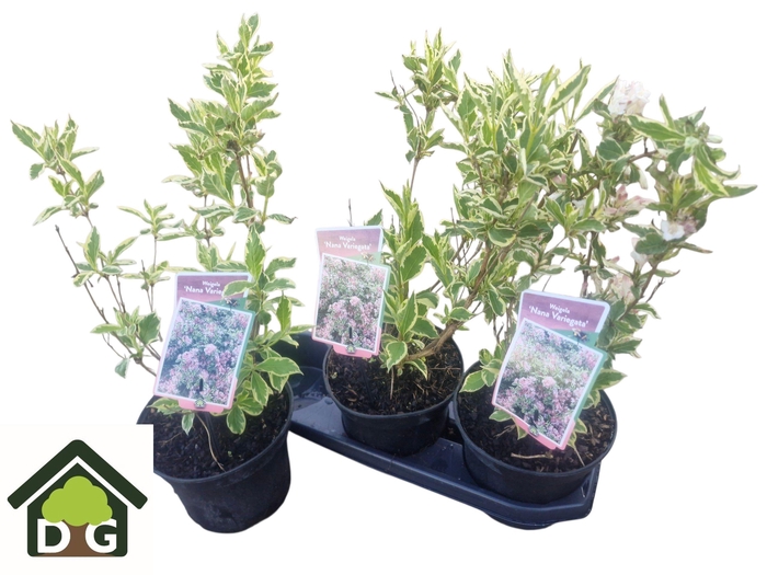 <h4>WEIG NANA VARIEGATA</h4>